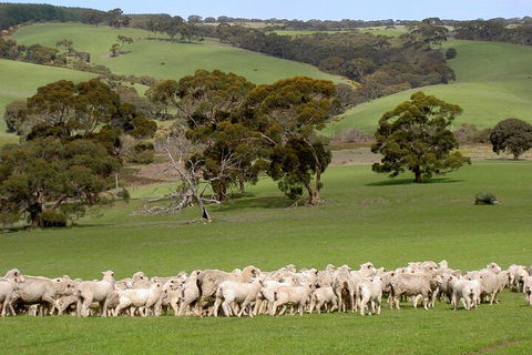 Kangaroo Island Luxury Small Group 'Island Life' Full Day Tour - C Tourism 1