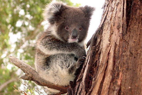 Kangaroo Island Luxury Small Group 'Island Life' Full Day Tour - C Tourism 4