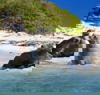 Dolphin Penguin and Sea Lion Cruise - C Tourism