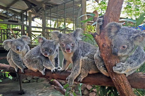 Kuranda Rainforestation Nature Park Ticket (BNP) - C Tourism 4