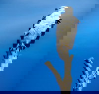 Kangaroo Island 75-Minute Ocean Safari - C Tourism