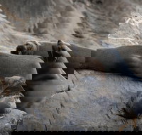 Kangaroo Island Ocean Safari - Snorkeling Safari - C Tourism