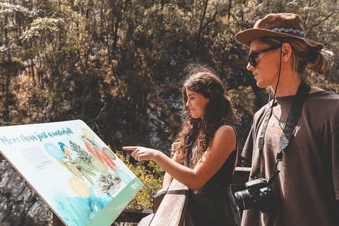 Springbrook AndTamborine Rainforest Tour Incl Natural Bridge And Glow Worm Cave - C Tourism 0
