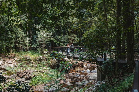 Springbrook AndTamborine Rainforest Tour Incl Natural Bridge And Glow Worm Cave - C Tourism 3