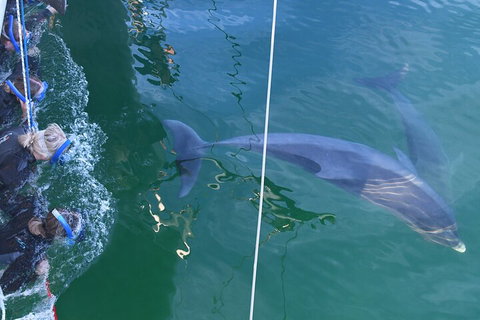 Dolphin Cruise From Adelaide With Optional Dolphin Swim - C Tourism 0