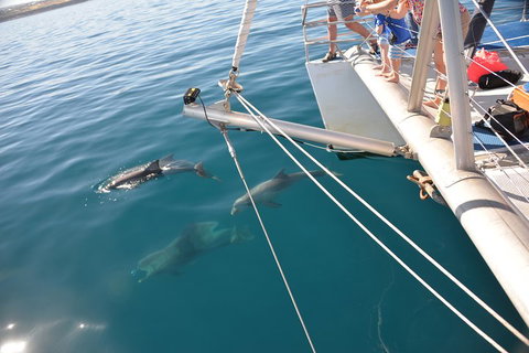 Dolphin Cruise From Adelaide With Optional Dolphin Swim - C Tourism 1
