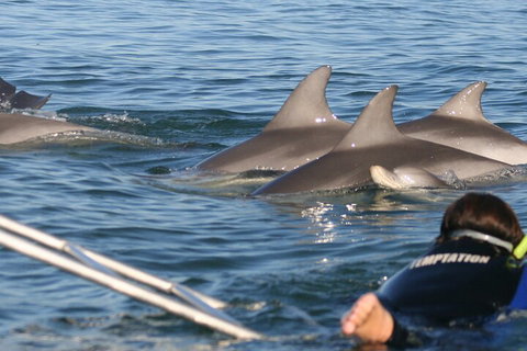 Dolphin Cruise From Adelaide With Optional Dolphin Swim - C Tourism 2