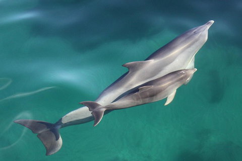 Dolphin Cruise From Adelaide With Optional Dolphin Swim - C Tourism 4
