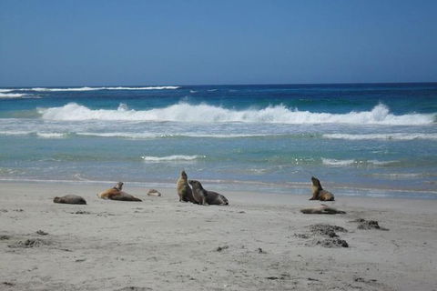 Kangaroo Island In A Day Tour From Adelaide - C Tourism 1