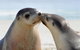 2 Day Ultimate Kangaroo Island With Return Ferry - thumb 2