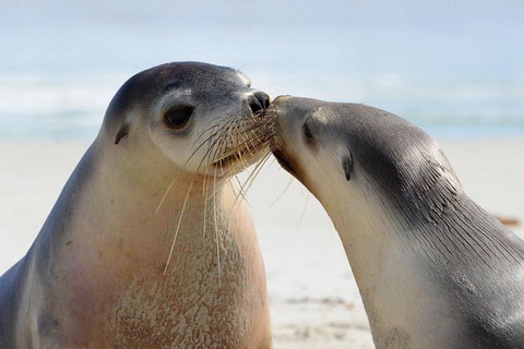 2 Day Ultimate Kangaroo Island With Return Ferry - C Tourism 2