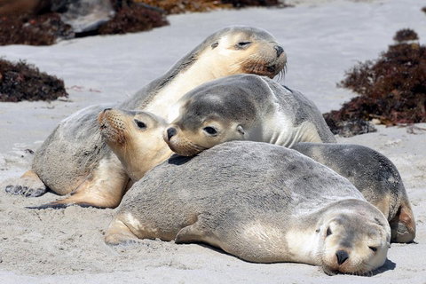 Small-Group Kangaroo Island 4WD Tour From Adelaide - C Tourism 1