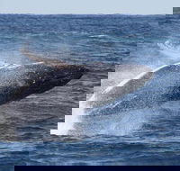 Whale Watching by Sea World Cruises - C Tourism