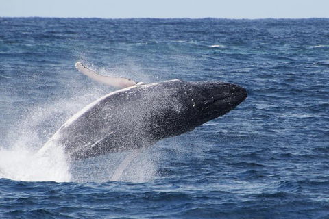 Whale Watching By Sea World Cruises - C Tourism 0