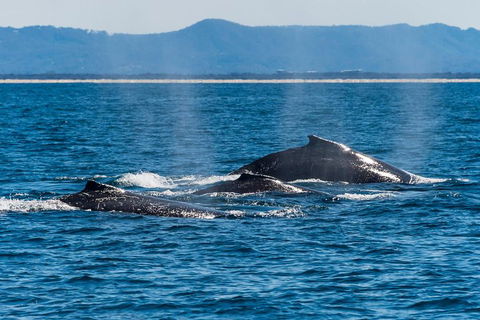 Whale Watching By Sea World Cruises - C Tourism 4