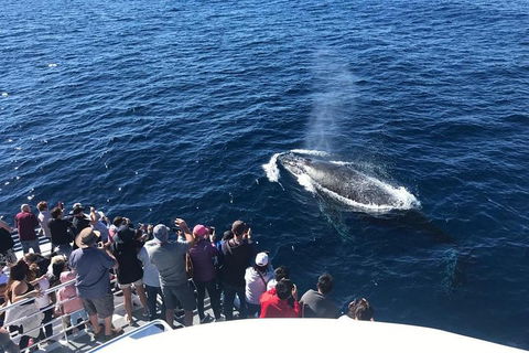 Whale Watching By Sea World Cruises - C Tourism 5