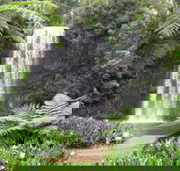 Private Daintree and Cape Tribulation Tour from Port Douglas - C Tourism