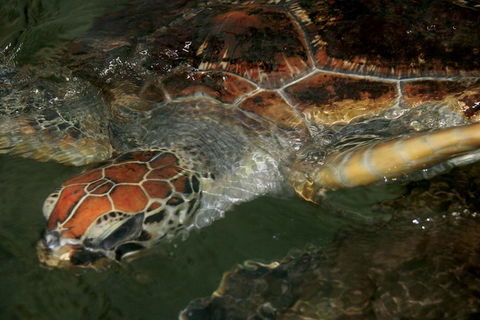 Cape Leveque 4WD Tour From Broome With Optional Return Flight - C Tourism 2