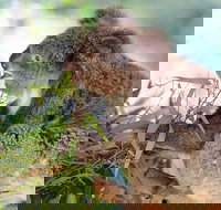 Blue Mountains Private Tour with Kangaroos  Koala Encounter - C Tourism