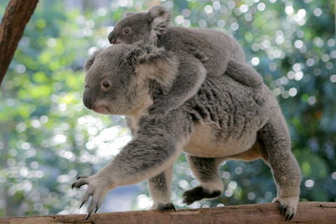 Lone Pine Koala Sanctuary Admission With Brisbane River Cruise - C Tourism 0