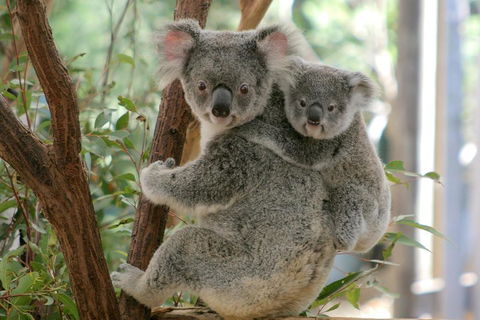 Lone Pine Koala Sanctuary Admission With Brisbane River Cruise - C Tourism 3