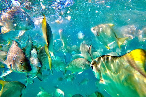 Moreton Island Day Trip (Kayak, Snorkel & Sandboard) Frm Brisbane Or Gold Coast - C Tourism 1