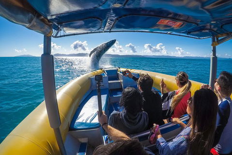 Ocean Rafting Tour To Whitehaven Beach, Hill Inlet Lookout & Top Snorkel Spots - C Tourism 4