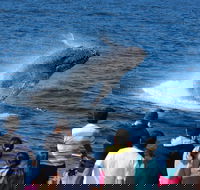 Tangalooma Island Resort Whale Watching Day Cruise - C Tourism