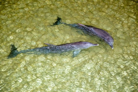 Tangalooma Island Resort Whale Watching Day Cruise With Dolphin Viewing - C Tourism 0