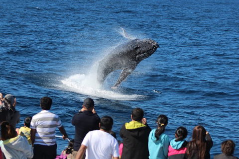 Tangalooma Island Resort Whale Watching Day Cruise With Dolphin Viewing - C Tourism 1