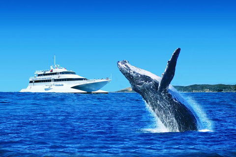 Tangalooma Island Resort Whale Watching Day Cruise With Dolphin Viewing - C Tourism 2