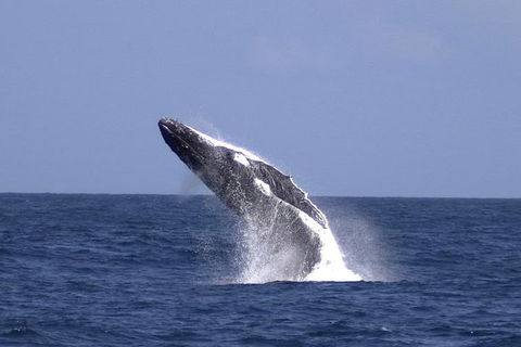 Tangalooma Island Resort Whale Watching Day Cruise With Dolphin Viewing - C Tourism 4