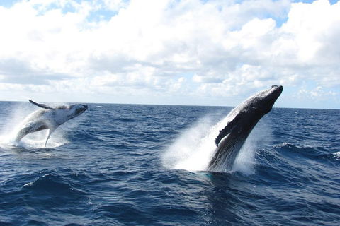 Tangalooma Island Resort Whale Watching Day Cruise With Dolphin Feeding - C Tourism 1