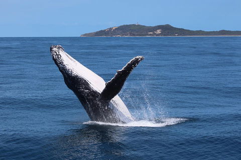 Tangalooma Island Resort Whale Watching Day Cruise With Dolphin Feeding - C Tourism 3