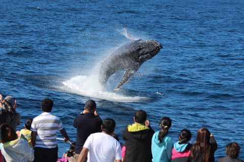 Tangalooma Island Resort Whale Watching Day Cruise With Dolphin Feeding - C Tourism 5