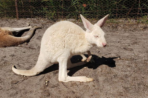Very Best Of Perth Tour - Wildlife Park & City Highlights Tour - C Tourism 3