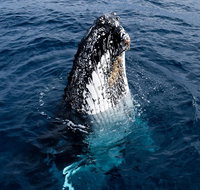 Phillip Island Whale Watching Tour - C Tourism
