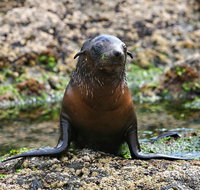 Phillip Island Seal-Watching Cruise - C Tourism