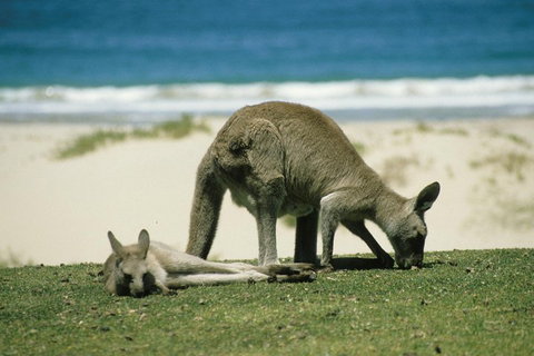 Great Ocean Road Highlights Tour - 2 Days, 1 Night - C Tourism 2