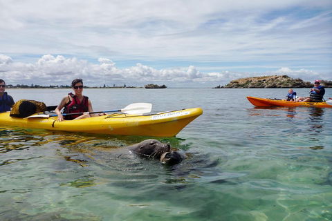 Seal Island And Penguin Island Or Point Peron Sea Kayak Tour - C Tourism 0