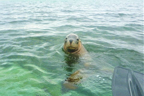 Seal Island And Penguin Island Or Point Peron Sea Kayak Tour - C Tourism 1