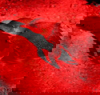 Small-Group Kangaroo Island 4WD Night Tour - C Tourism