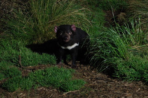 After Dark Tasmanian Devil Feeding Tour At Cradle Mountain - C Tourism 4