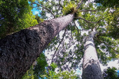 Paronella Park And Millaa Millaa Falls Full-day Tour From Cairns - C Tourism 1