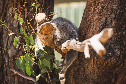 Phillip Island Medium Size Group Tour - C Tourism 1