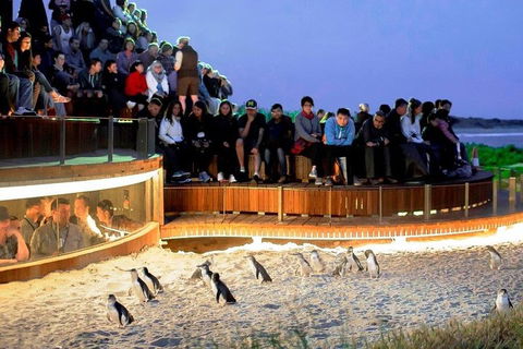 Phillip Island Medium Size Group Tour - C Tourism 3
