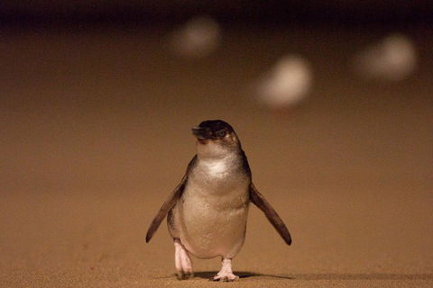 Phillip Island Medium Size Group Tour - C Tourism 4
