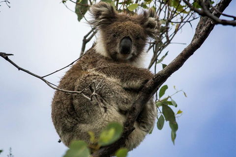 Phillip Island And French Island Wildlife Expedition - C Tourism 3