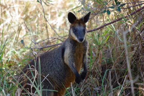 Byron Bay Combo: Hinterland Tour Including Minyon Falls And Kayaking With Dolphins - C Tourism 2