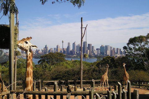 Sydney Taronga Zoo's Australian Animals Tour - C Tourism 4